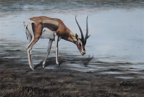 Alan M. Hunt (1947-) Study of a gazelle watering 12.5 x 18in.